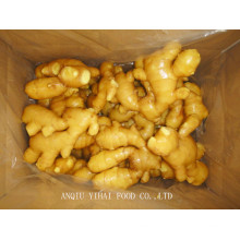 Professional Exporting Fresh Ginger/Air Dry Ginger